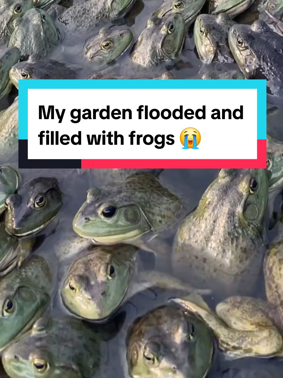 My garden flooded and filled with frogs 😭 #frogs #ranidaphobia 