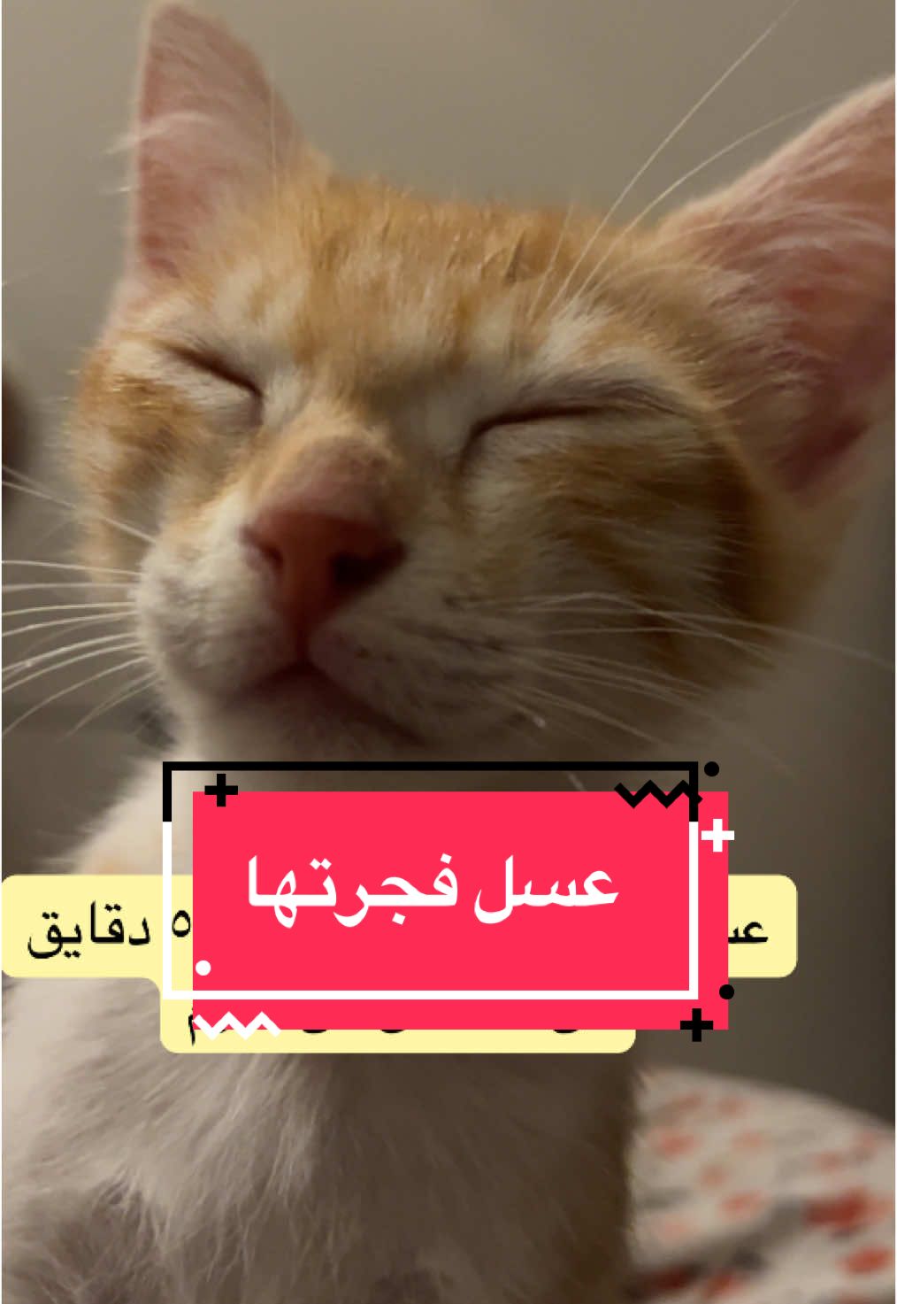 عسل الوصخة😡 #جعفر #عسل #برتقالي #تبنى_لاتشتري #اكسبلور #explore #fyp #cat 