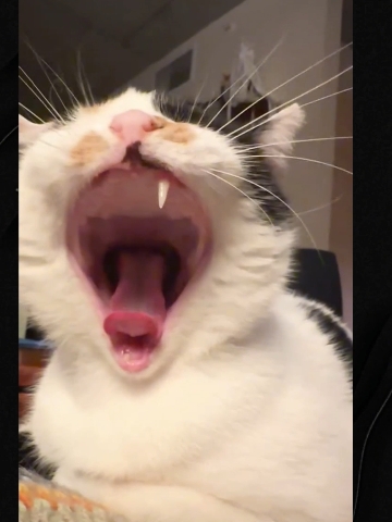 99% toothless Funny cat videos #funnycats #funnyanimals #funnypets #cats #catlovers 