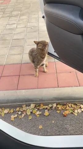 It seems that he understood.#cutecat #pet #kucing #kitty 