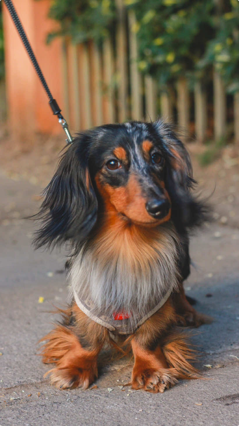 Alguna vez habian visto a un salchicha de pelo largo? Luke poso espectacular en su sesion de fotos #perros #mascotas #fotografo 