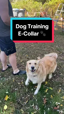 Genuine review as a dog momma with an easily distracted pup! I love this collar so far and can’t wait to continue training with it. Iris caught on so fast, and hopefully by next summer, walks will be a breeze even with distractions ❤️🥹 #Jugbow #DogTraining #recalltraining #jugbowecollar #ShopHalloween #tiktokshopblackfriday #tiktokshopcybermonday #tiktokshopholidayhaul 