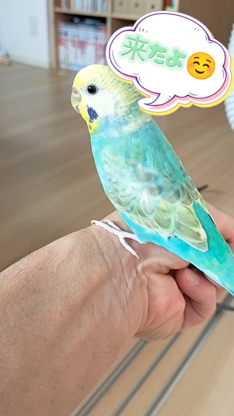 今日のインコ🐦 あたち来たよ☺️ #コザクラインコ #インコのいる暮らし #インコ  #セキセイインコ #インコのいる生活 