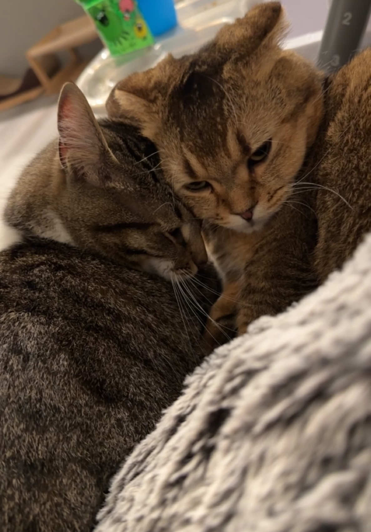 Best Friends Forever ❤️ #cats #catsoftiktok #fypage #fypシ゚viral #friends #bestfriend #justtgetwoofus #trending #snickers #simba #cat #catlovers #PetsOfTikTok #pet #petlover #fyp 