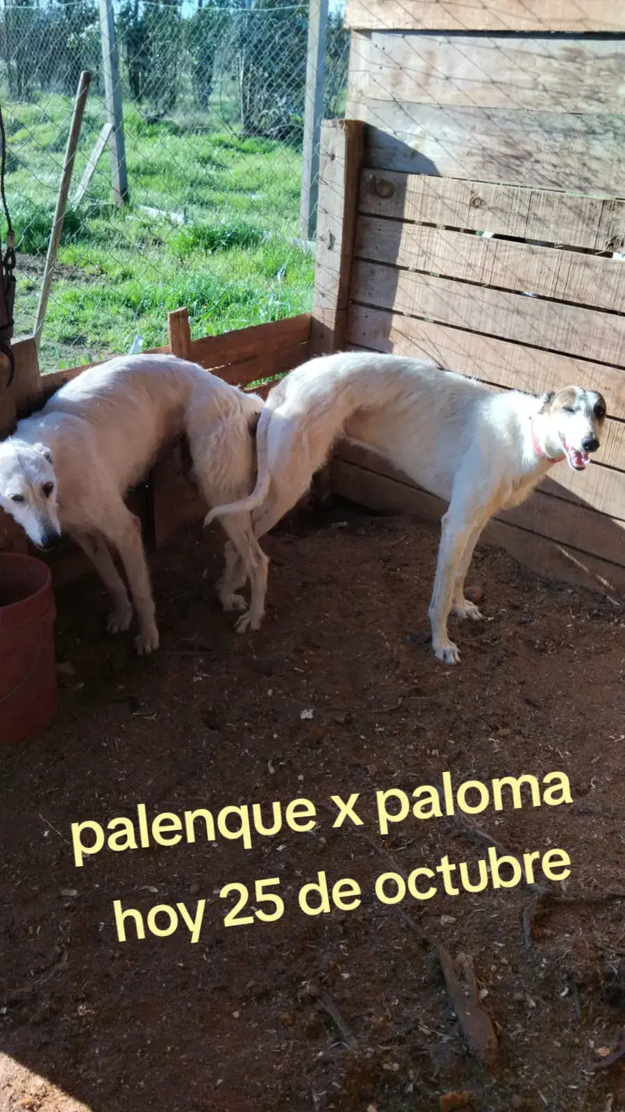 #galgos y liebres #el bruto del pueblo otra ves #puro región del Ñuble 