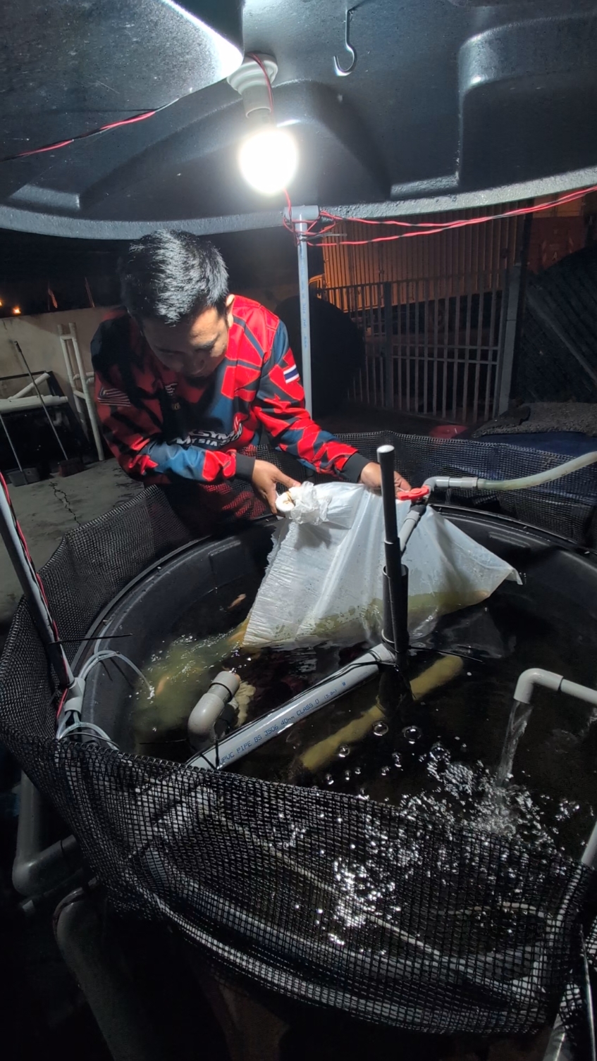 hari ni kita masukkan anak benih ikan yg baru saiz 3inch sebanyak 300ekor, baka hibrid supermale semua, semoga semua membesar dgn sihat hendaknya😉 #sistemras #talapiamerah #talapia #hobi #belaikan 