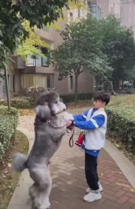 #zuoqihan with his dog😋😋 #tffamily_4th_generation #tffamily #tffamily🇨🇳💫 #tf家族📸 #cpop #fyp 