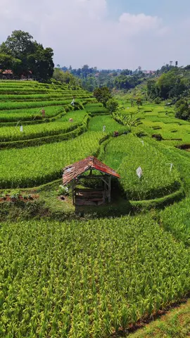 Menikmati suasana pesawahan yang lagi viral di kab bandung   Lamun laguna ku si aa @Cisema Banjaran || Cangsumirat pasti estetik😁 #cisema #banjaran #kabbandung #droneshot #dronevideo #dronevideography #fypシ゚viral #sawah #pedesaan 