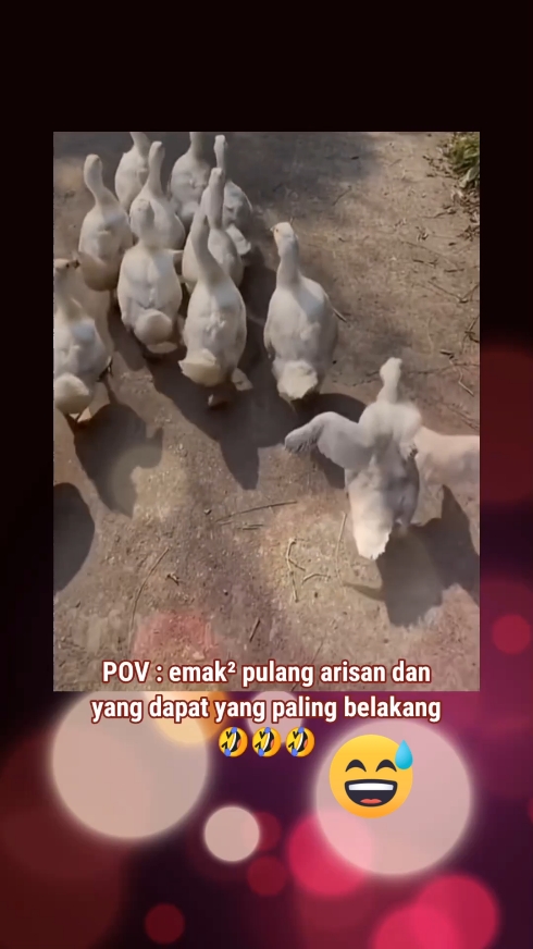 dapat arisan 🤣 #hewanlucu #binatanglucu #lucu #kocak #ngakak 