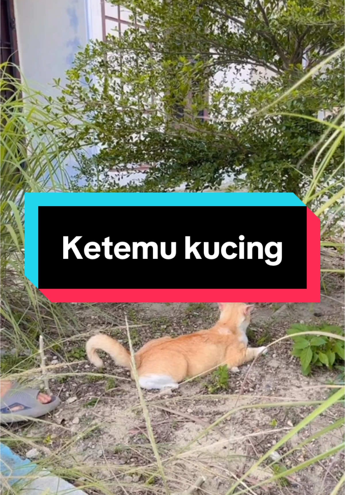 Ketemu kucing#flksguys🥰biarrame🥰 #zaydanjelly #kontenkreator #jambi 