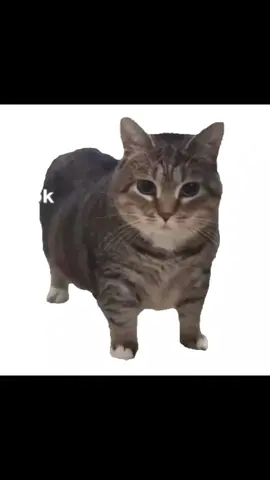 kucing akmal 9999x #fypシ #meme #tiktok #oiicat 