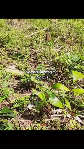 🤌#xyzbca #fypシ゚viral #fyp #fypdongggggggg #manado #manadosadap🔥 
