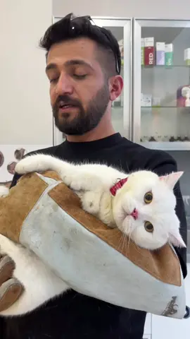 Sütlaç’ı kucağa alma serüveni…🤓 #k#kedik#kedilerk#kedilerimk#kedilerrrk#kedilerrrrr❤️c#catc#catsoftiktokk#kedilerindünyasık#kedilerisevink#kedilerindunyasik#kedilervadisiv#veterinerhekimv#veteriner_hekimv#veterinarylifev#veterineriav#veterinerlikv#veterinerhekimiv#veterinerhekimlikc#canlilarc#canlılardünyasıc#canlılarhayvanlarisevelim 