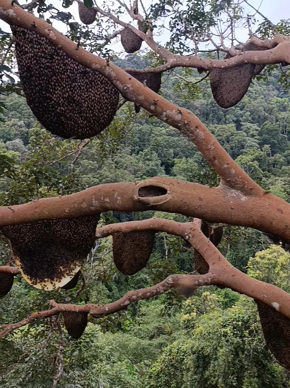 k biết bắt tổ nào luôn 