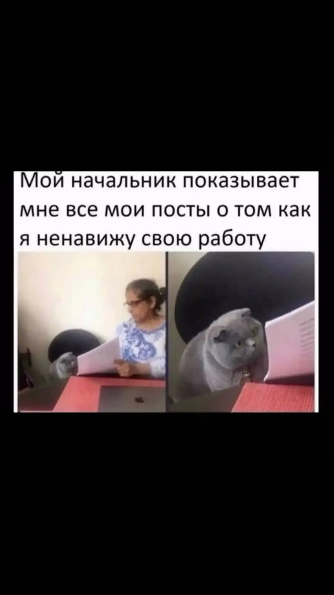 #юмор #животные #кот 