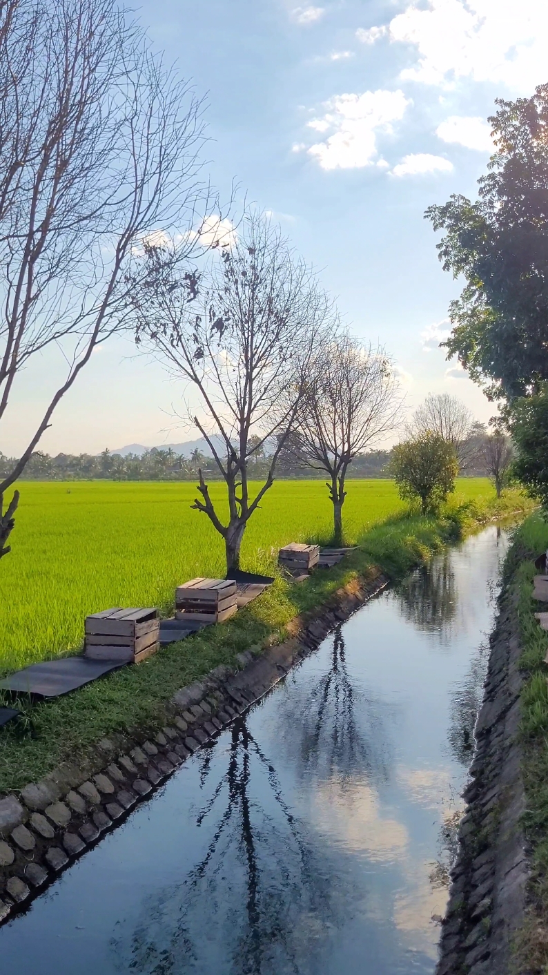 kopi + suasana sawah #ngopi #ngopisore #kopipinggirsawah #coffee #hopecoffee #fyp 