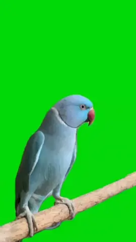 Blue Parrot Green Screen video. #parrot #bird #greenscreen #greenscreenvideo #fyp #effect 