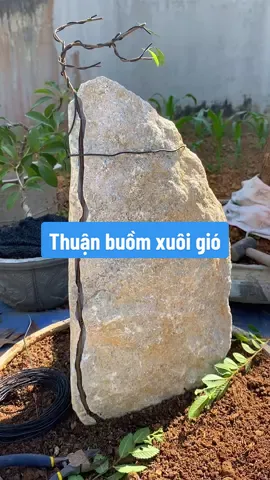 Thuận buồm xuôi gió #phucsa86 #bonsai #caycanh #caykyda #trongcay #lamvuon #dungcubonsai 