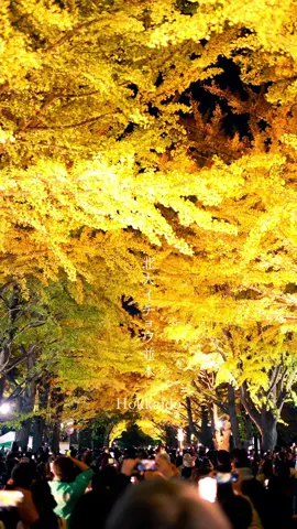 北大イチョウ並木のライトアップ 北海道大学イチョウ並木 ライトアップ 10/26(土)18:00~21:00 10/27(日)18:00~20:00 #イチョウ並木 #北大#紅葉#ライトアップ#北海道旅行#hokkaidotrip 