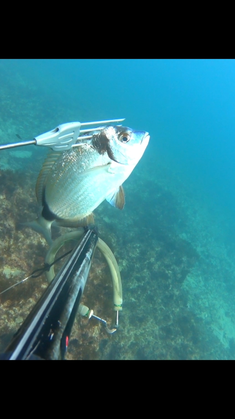 pesca sub: un sarago fasciato di tutto rispetto  #pesca #pescasubmarina #spearfishing #sea #mare #pescainmare 