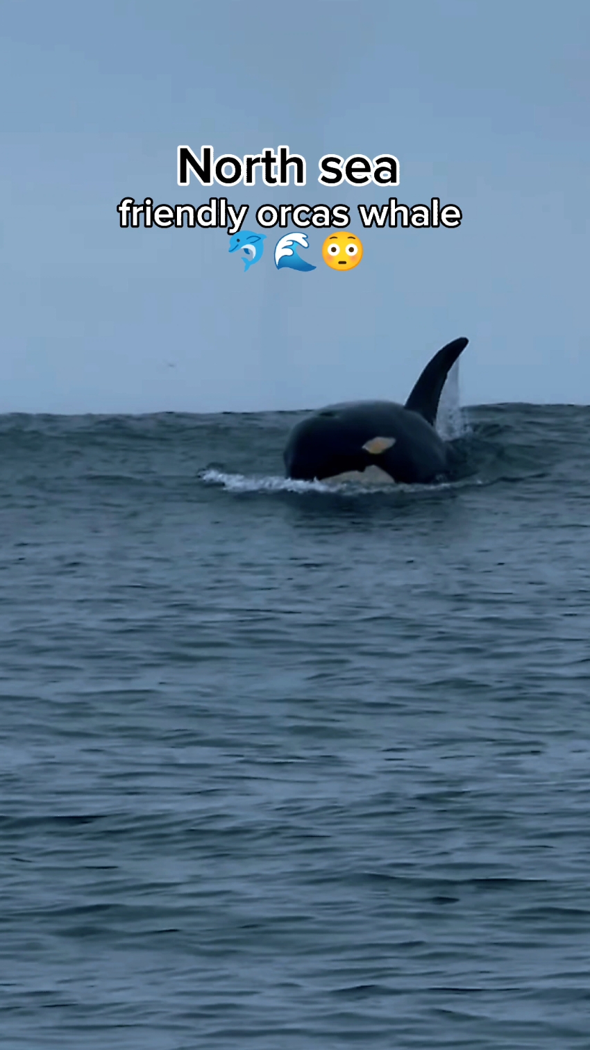 #Capcut incredible big orcas whale in north sea 🐬🤯#orca #whales #bigwaves #northsea #ocean #scary #atlantic #grow #fyp #viral_video #foryo #foryoupage❤️❤️ @tiktokIDofficial 