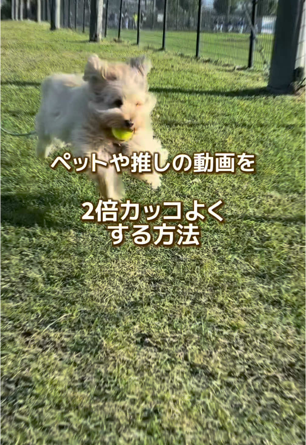 ペットや推しの動画を2倍カッコよくする動画編集アプリ#フィモーラ #動画編集 #Filmora #おすすめアプリ #iphone #iphoneアプリ @公式フィモーラ 