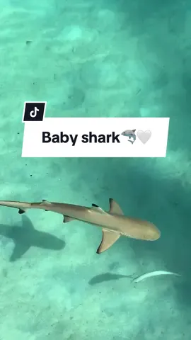 Baby shark 🦈 @Adrian_kovacs #maldives #travel #maldivesislands #visitmaldives #beach #maldivesresorts #travelphotography #ocean  #vacation #nature #paradise #maldiveslovers #holiday #sea #maldivestrip #Love #indianocean #maldivesisland #photography #island #travelblogger #islandlife #sunset #maldivesbeach #beautifulmaldives #beachlife #foryou #fyp #viral  