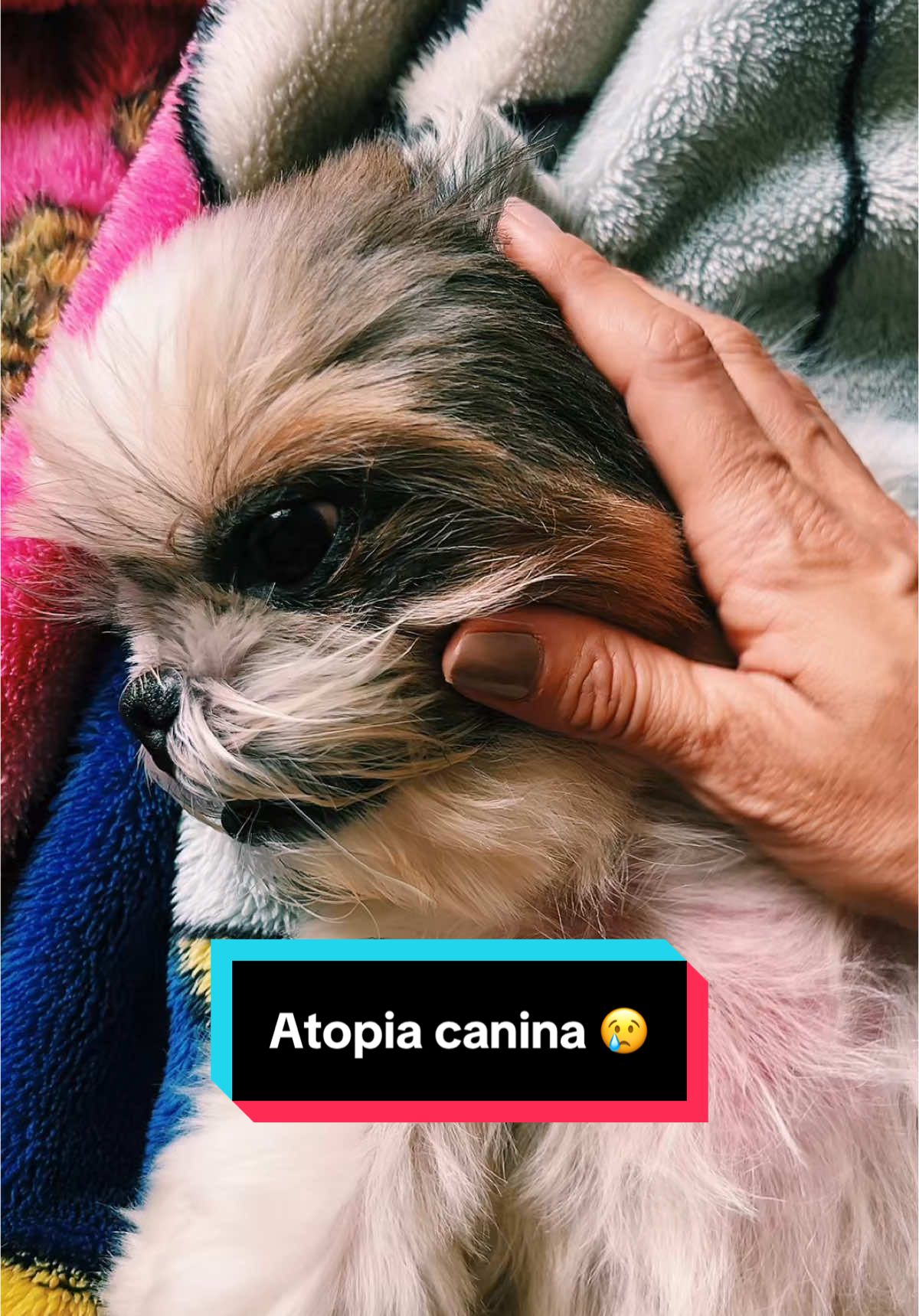 Meg piorou! 😢 #dermatiteatopica #shihtzu #alergia #coceira #cachorro #amor #cuidado #pets 