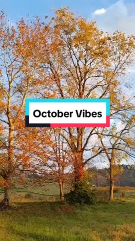 Color me grateful 🍂🍁 #creatorsearchinsights #octobervibes #fallcolors 