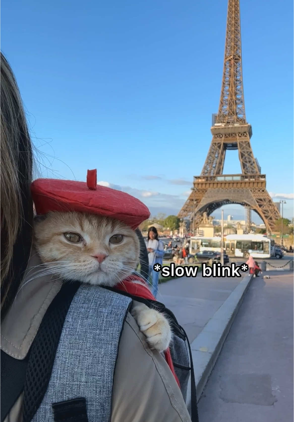 Sponge Cake is such a sweet kitty. Happy Caturday! #catsoftiktok #PetsOfTikTok #cat #cats #paris #travel #adventurecat #cattok 