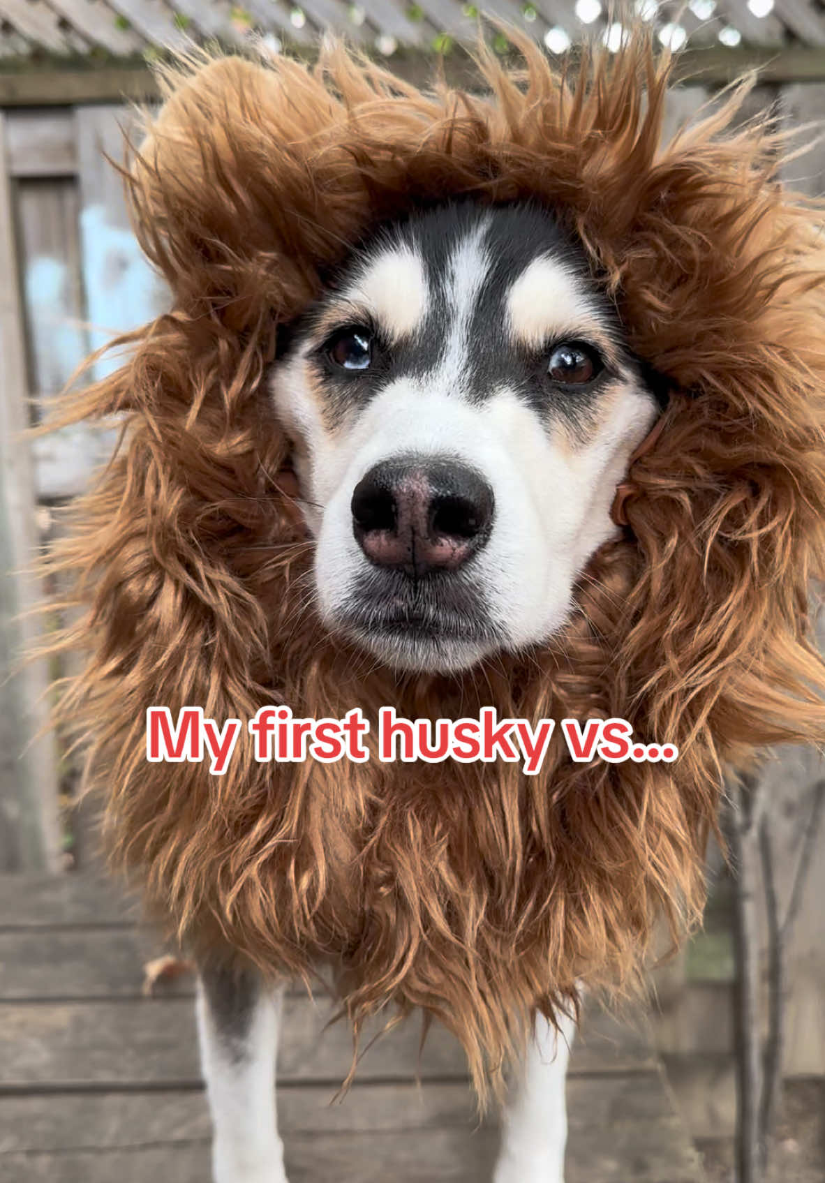 They’re both huskies, but one is a little different 😅 #husky #funnydogs #huskies 