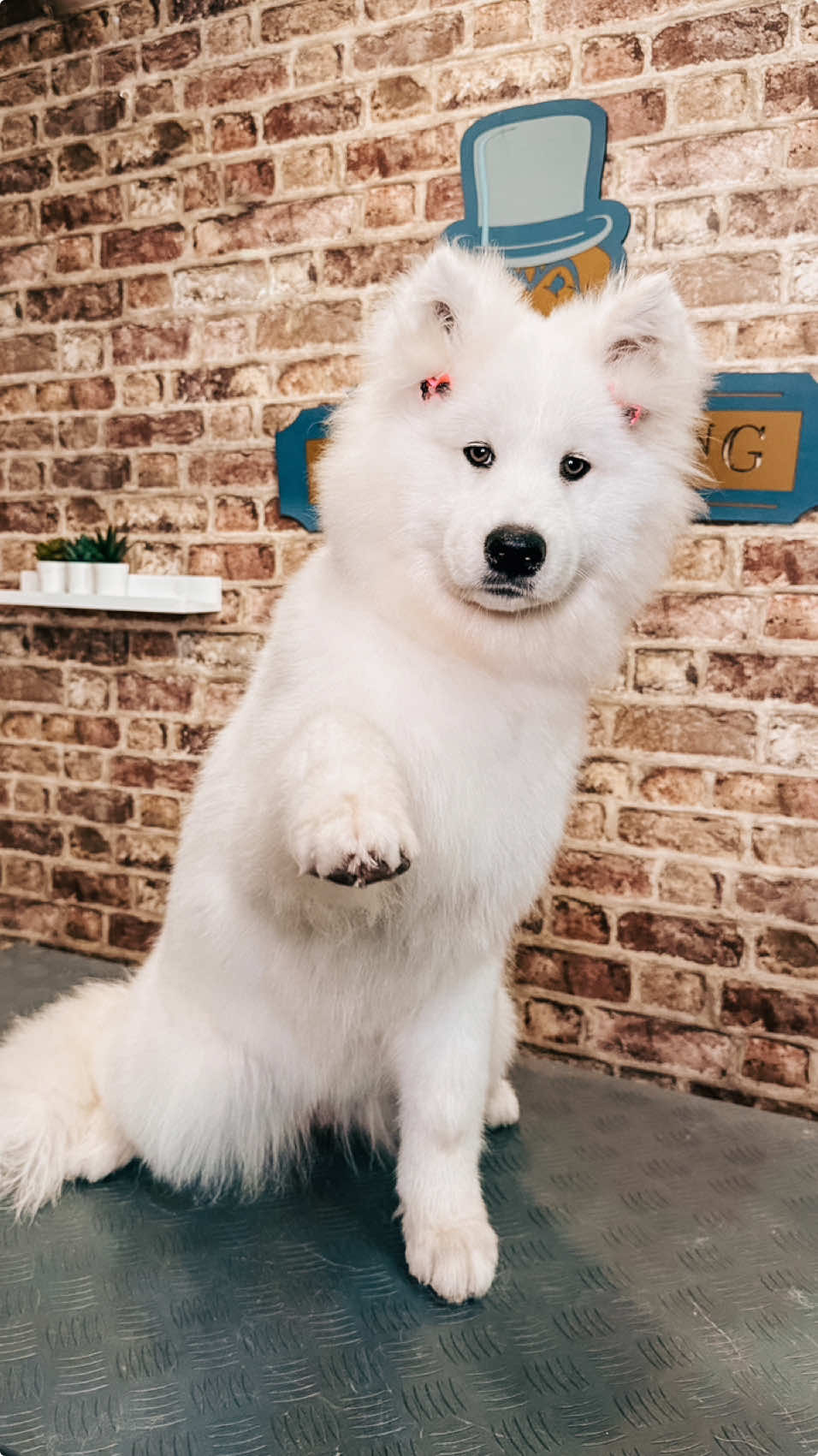 Pascha the Samoyed’s puppy bath and blow dry 🐶🐾  • • • • • • • • #puppy #samoyed #dogoftheday #doggrooming #trend #popmüzik #trending #trendingsound #trendingsongs