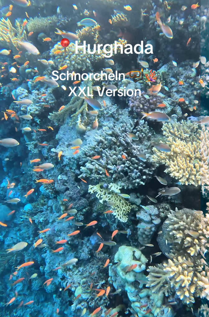 Schnorcheln 🤿🐠🐟Hurghada XXL Version #hurghada #ägypten #urlaub #schnorcheln #ägyptenurlaub #korallenriff #egypt #gopro11 #traveltiktok #4k #gopro #jazmakadioasis #jazmakadisarayaresort #jazmakadina @Basanty Francis 