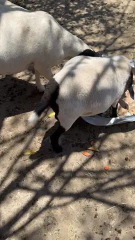 Vocês acha que vai parir quando