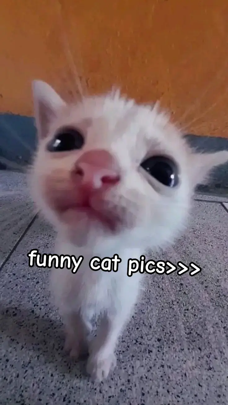 #cat #fyp #foryoupage #funny #funnycat #cats #cattok #fyppppppppppppppppppppppp #meow #miaumiau🐈  @Shireen ❤️🫶
