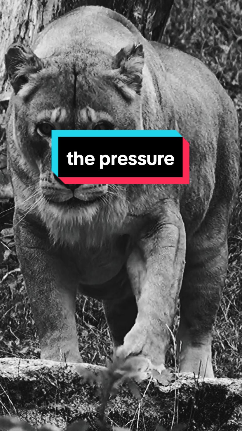 العيش تحت الضغط يكلف الانسان طباعا لا تشبه Living under pressure takes a toll on a person #اقتباسات #حالات_واتس #تيك_توك# #اكسبلور #ترند #motivation #motivationalquotes #motivationmonday #motivationalvideo #explore #pourtoii #fyp #video #fy #السعودية #العراق #سوريا #الامارات #الاردن #ليبيا #لبنان #فرنسا#فوريو #المغرب #الجزائر #الكويت #قطر #newtrend #treanding #tiktoklongs #كلام_من_ذهب #عمان #عبارات 