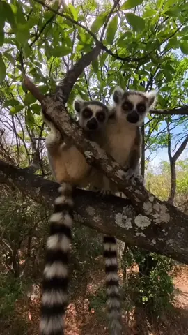 Curious ring-tailed lemurs. Of all the creatures on earth, these have to be some of the most charismatic. I have dreamed of seeing them in their natural habitat my entire life and it has finally become a reality. I could stay with these little guys for days and days. The reserve has created a safe space for them and converted an area that no longer had one into a strong population of about 600 individuals. It gives me hope that we can at least reclaim some of the spaces that were destroyed before we could enjoy them. The personalities of creatures like these will allow ecosystems to recover as people fall more in love with these magnificent animals. It will also help save other species that coexist in the area. We need role models like this to spread not only in Madagascar but around the world as we try to reclaim natural areas. The more I see of the natural world, the more I want to try to help. No city, building, or man-made object can compare to the beauty that nature has to offer. The toll our modern lifestyle takes on these natural spaces is immeasurable and it is high time we repay them with love and restoration. My dream is to rewild more and more land to protect nature. I share as much as I can in hopes that you all fall in love with not only characters like this, but all creatures and wild spaces as I do. I know that not everyone will get to see places like this, which is why I try to show what we have on our planet. If we can come together, we can still make a difference!