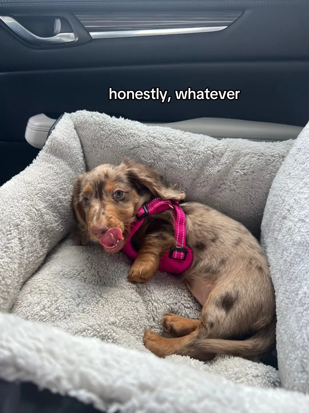 Did someone say apples?!?! 🍎🍎🍎 #minidachshund #minidachshundpuppy #dachshund #dachshundsoftiktok #dachshundpuppy #puppy #puppytiktok    