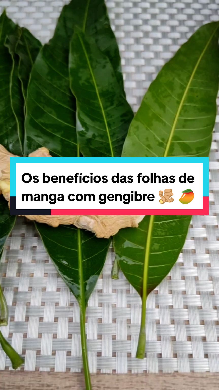 folhas de manga e gengibre 🫚 🥭#receitasnaturais #beneficios #remediocaseiro #saúde 