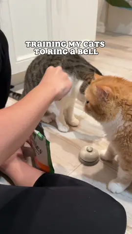“Patrick your genius is showing” 3 mins of training.  #catmom #catmomlife #catlife #cattraining #cattricks #catlover 