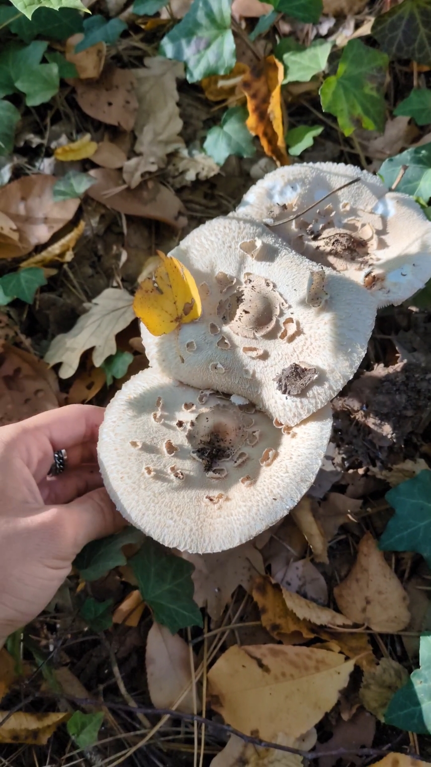 Schirmpilze bestimmen 🍄✅ seid vorsichtig, es gibt gerade in Gärten auch giftige Arten wie den Gift-Safranschirmling, der außerhalb von Wäldern wächst und einen unangenehmen Geruch hat ⚠️ #fyp #schirmpilze #pilzesammeln #pilzsuche #pilzwissen #pilztok 