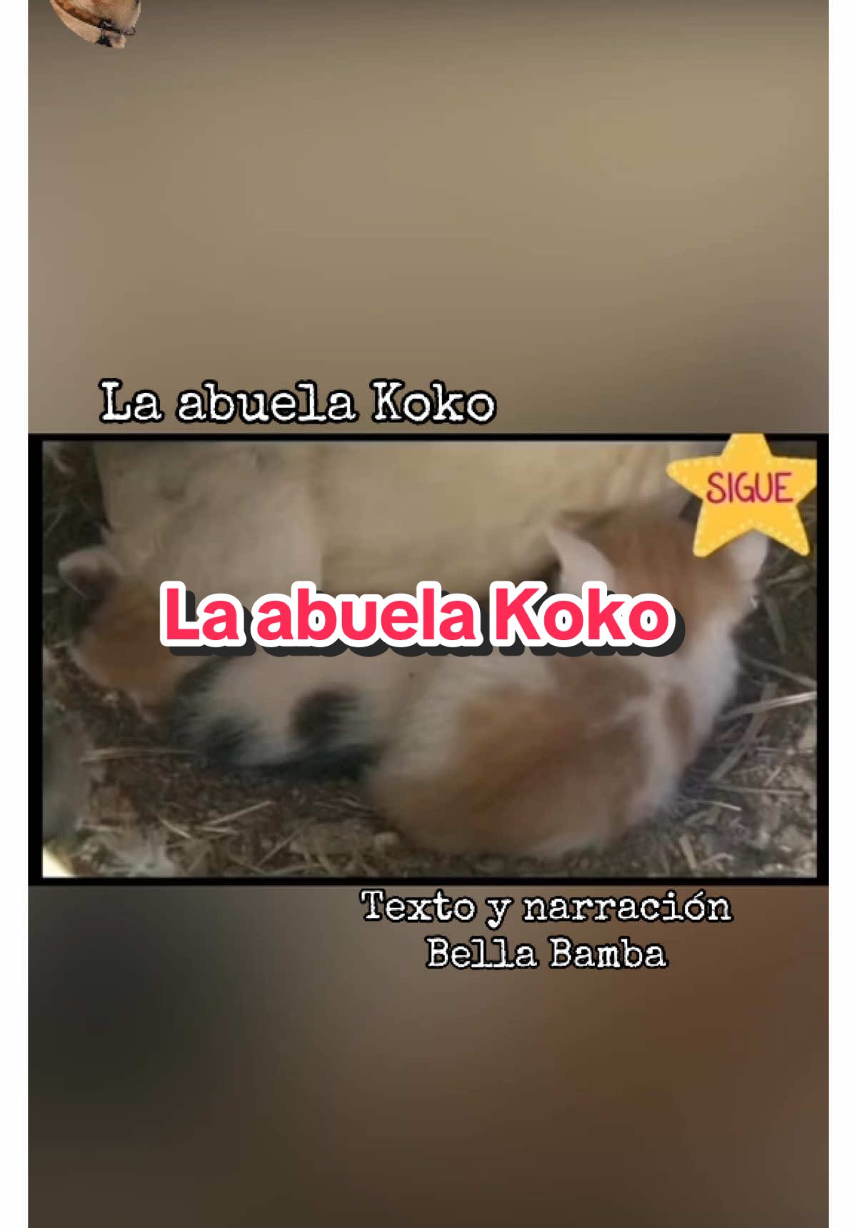 La abuela koko #bellabamba #historiasdeanimales #gato #catlovers #gallina 