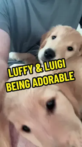 Puppy D Luffy and Luigi are best buds :) #puppytiktok #goldenretrievers #goldensfordays #puppys #puppy #puppydluffy #puppyplaytime #goldensoftiktok 