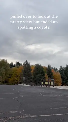 Wasn’t expecting to spot a coyote!! ✨🤩 #coyote #nature #roadtrip #collegestudent #collegelife #fallaesthetic #fall #mountains 