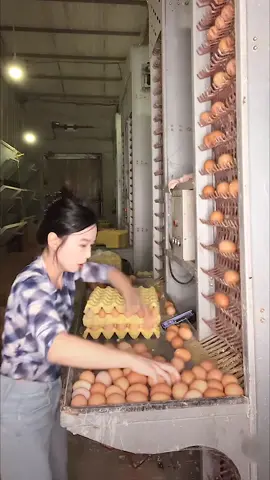 The joy of collecting eggs #fyp #asmr #foryou #satisfying #satisfaction #asmrvideo #asmrsounds #foryoupage #satisfyingvideo 