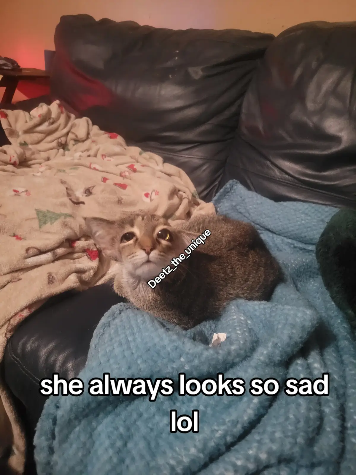 she looks so sad in like every picture 🤣 #catsoftiktok #PetsOfTikTok #pet #cats #cat #cutecats #cutecatsoftiktok #ehlersdanlos #deetz #unique #foryou #foryoupage #fyp #