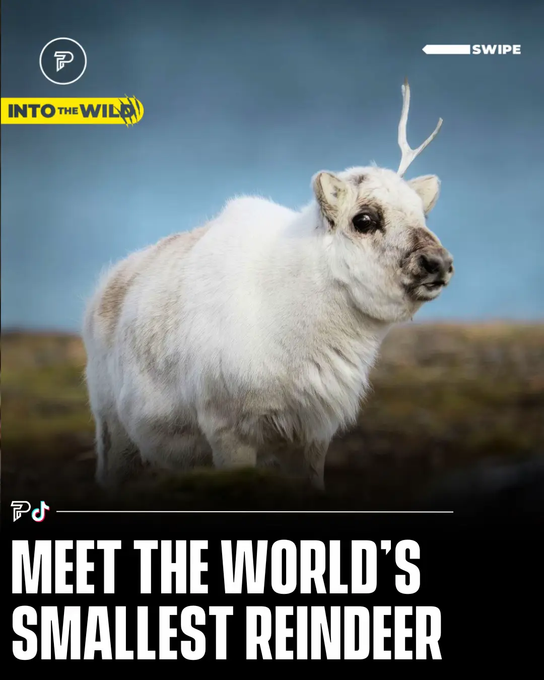 The world’s smallest reindeer species is the Svalbard reindeer, native to the Svalbard archipelago in the Arctic. 😍 Unlike their larger relatives, these reindeer are compact and stocky, adapted to the harsh Arctic environment. Adults weigh between 50-90 kilograms, with shorter legs and thicker fur, helping them survive extreme cold and scarce food resources. #RoadTo16Million #Pubity  (Via: IG/@krisjonnes)