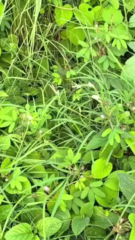 #fypシ゚viral #travel #viraltiktok #viraltiktok #forupage #forupage ##bdtiktokbangladesh #trendingvideo #flowerchallenge #foruyou #fly 
