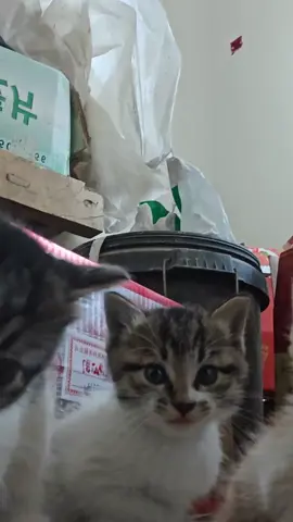 So cute #cutecat #pet #kucing #kitty 