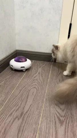UFO Cat Teaser Toys Automatic #cattoy #toyforcats #toyforcat #cattoys  #catteaser #toy #fyp #fypシ゚viral #foryoupage #foryou 